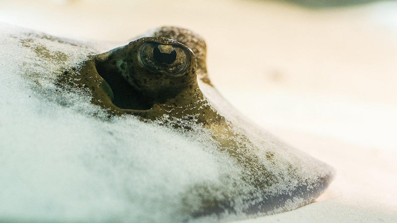 Starting Your Freshwater Stingray Aquarium - Pisces Pet Emporium