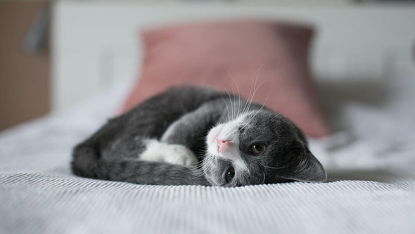 Cats Help Improve Your Mental Health - Pisces Pet Emporium