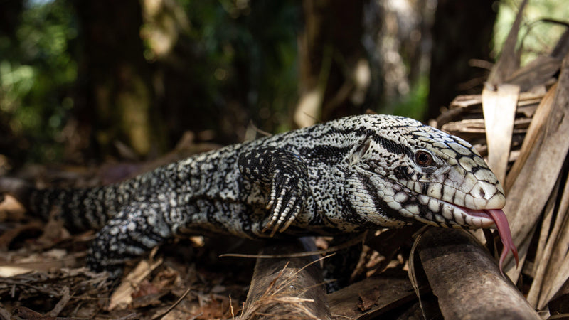 Gentle Giants: Basic Tegu Care - Pisces Pet Emporium