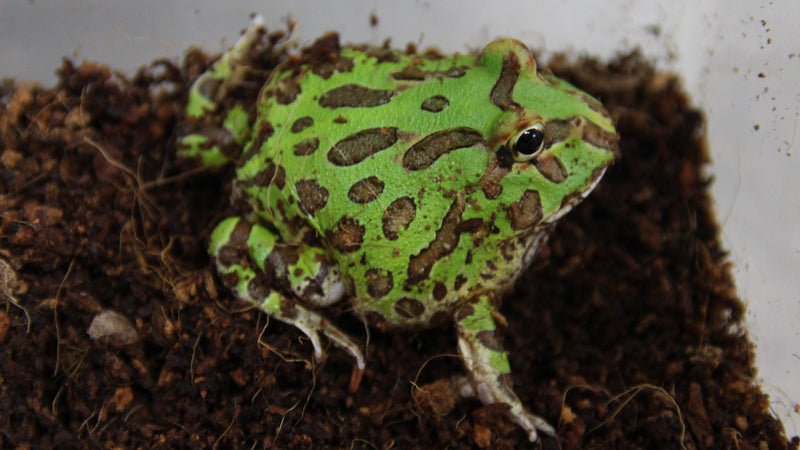 All About Pacman Frogs! - Pisces Pet Emporium