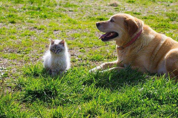 Spring Cleaning for Our Furry Friends - Pisces Pet Emporium