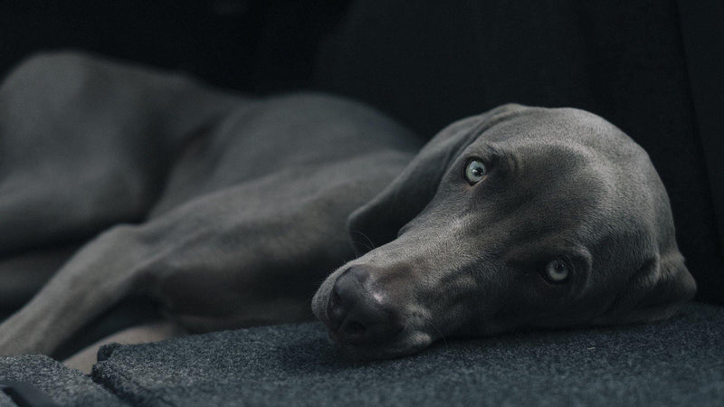 Is Your Dog Bored? - Pisces Pet Emporium