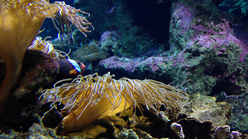 Identifying & Eliminating Unwanted Algae - Pisces Pet Emporium