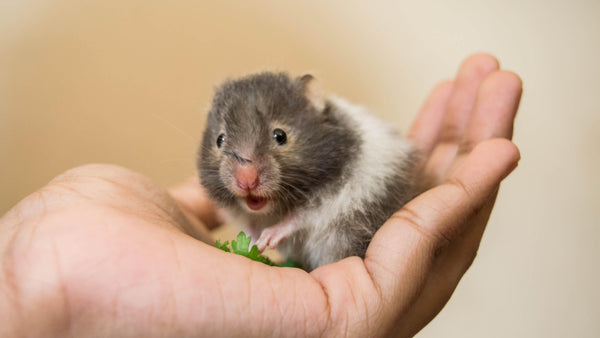 Choosing Your Pet Rodent - Pisces Pet Emporium