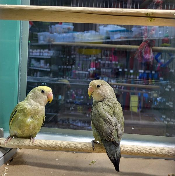 Isn’t It Romantic! Animals That Just Can't Live Without Each Other