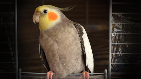 Cockatiel Basic Set-up & Care - Pisces Pet Emporium