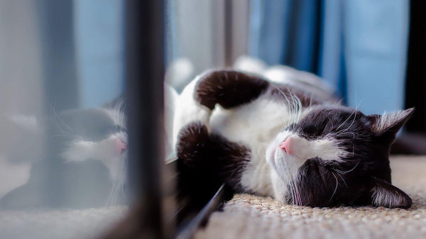 Why You Should Have an Indoor-Only Cat - Pisces Pet Emporium