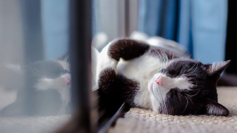 Why You Should Have an Indoor-Only Cat - Pisces Pet Emporium