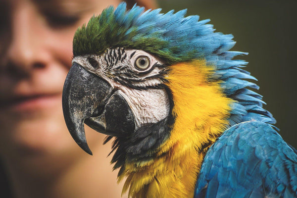 Is Your Bird Plucking it's Feathers??? - Pisces Pet Emporium