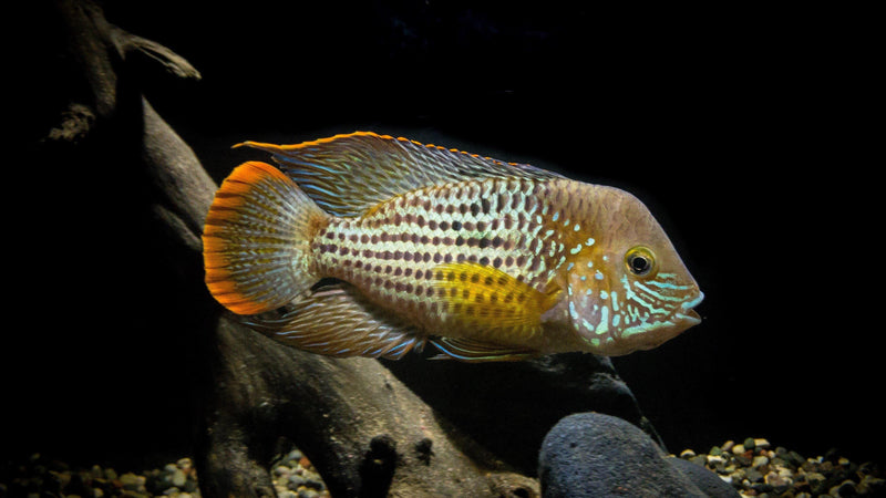 Set-up & Care for the African Cichlid - Pisces Pet Emporium