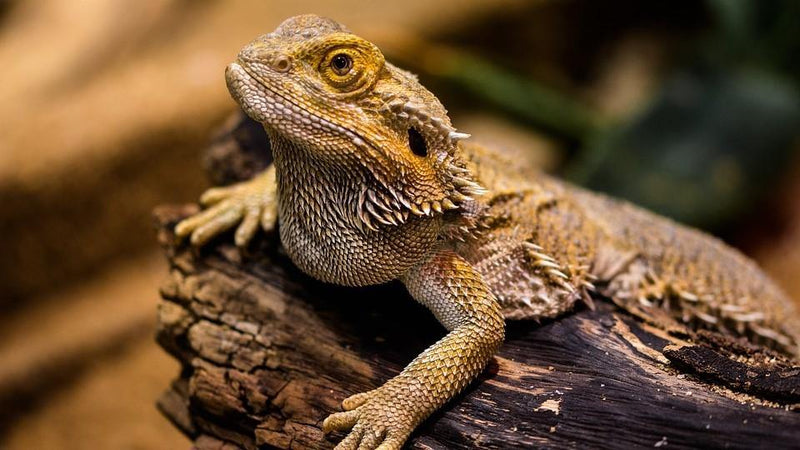 Terrarium Heating Guide 101 - Pisces Pet Emporium
