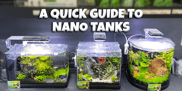 A Quick Guide to Nano Tanks - Pisces Pet Emporium