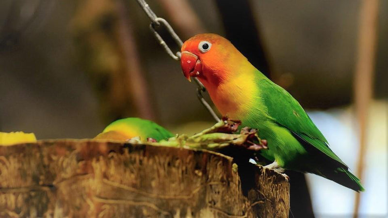 Easy Care for Lovely Lovebirds! - Pisces Pet Emporium