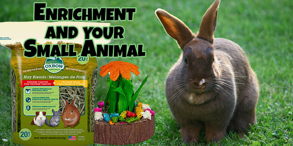 Enrichment and your Small Animal - Pisces Pet Emporium