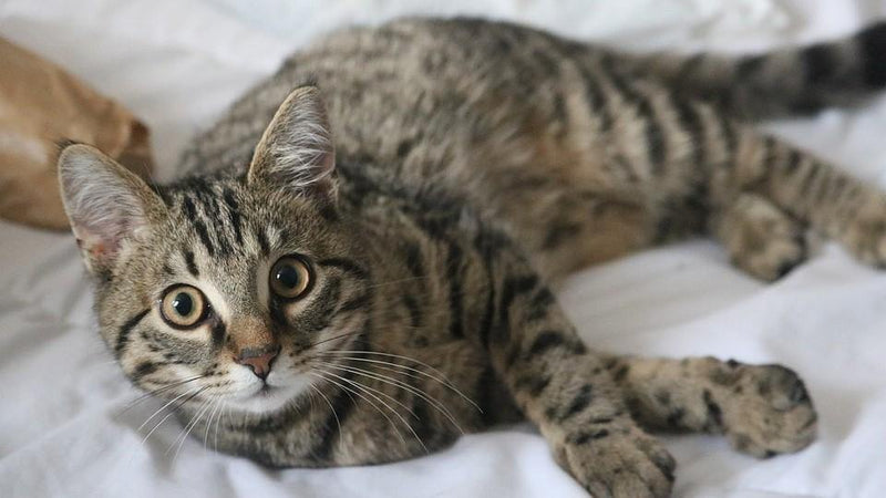 Kitten Care Tips! - Pisces Pet Emporium