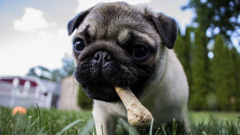 The Importance of Canine Hygiene - Pisces Pet Emporium