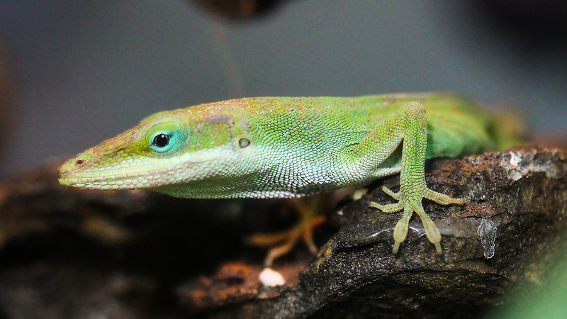 Basic Anole Set up & Care - Pisces Pet Emporium