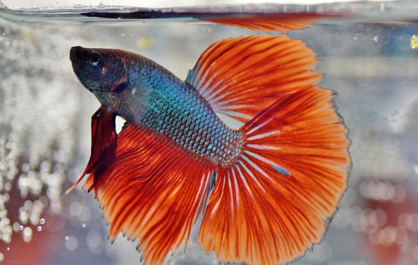 Become a "Betta" Betta Fish Owner - Pisces Pet Emporium