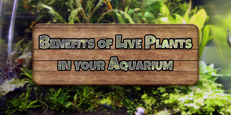 The Benefits of Live Plants in Your Aquarium - Pisces Pet Emporium