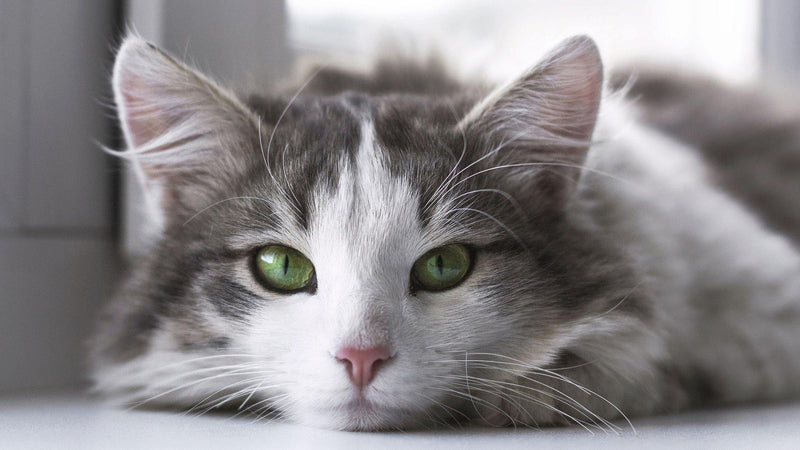 Adopting a Cat Through ARF & Pisces - Pisces Pet Emporium