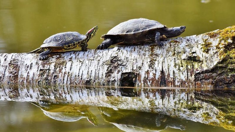 Acquiring Homes for Aquatic Turtles - Pisces Pet Emporium