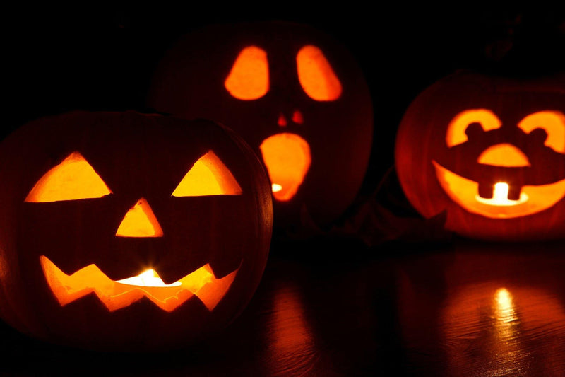 Caring for Your Over-stimulated Pet on Halloween - Pisces Pet Emporium