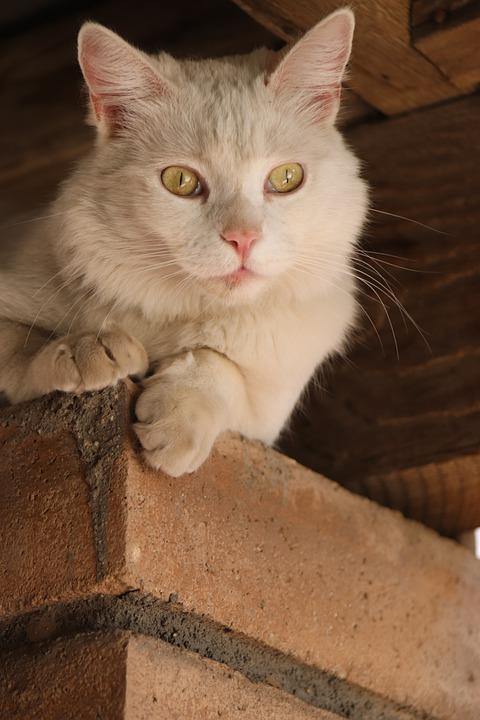 Helping Stray and Feral Cats in Your Neighborhood - Pisces Pet Emporium