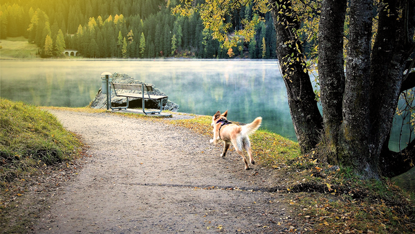 Prepping Your Pup for Summer! - Pisces Pet Emporium