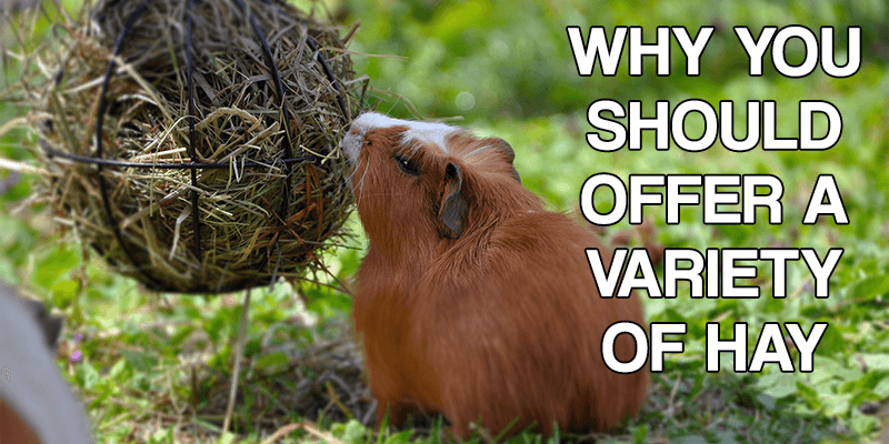 Why You Should Offer Your Small Animal Varieties of Hay - Pisces Pet Emporium