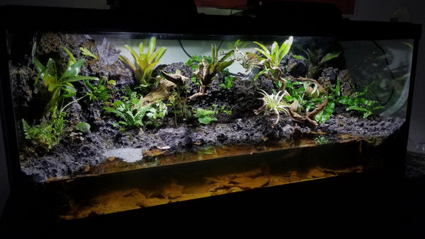 What is a Paludarium?! - Pisces Pet Emporium