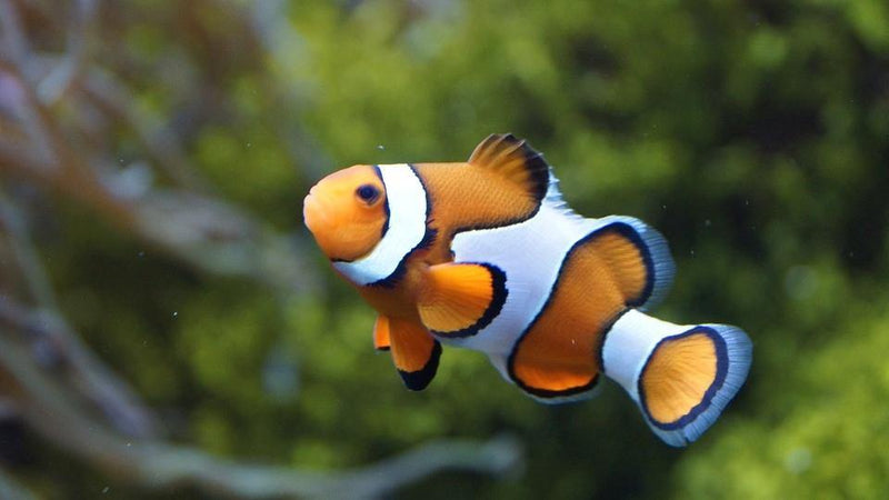 Common Questions: Marine Aquariums - Pisces Pet Emporium