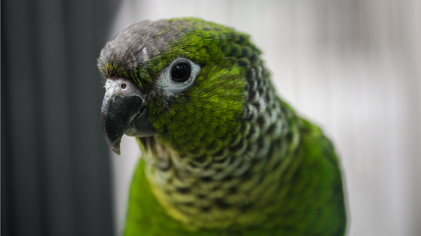 Clipping vs. Non-Clipping Your Pet Bird - Pisces Pet Emporium