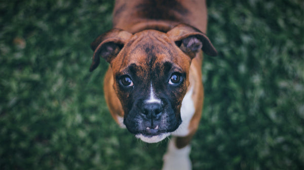 March is Poison Prevention Month! - Pisces Pet Emporium