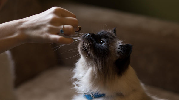 So Your Cat Has Stopped Eating: Causes & Solutions - Pisces Pet Emporium