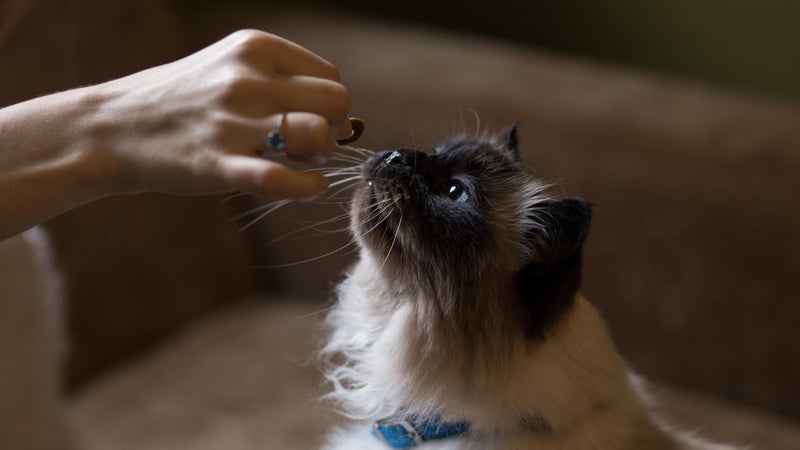 So Your Cat Has Stopped Eating: Causes & Solutions - Pisces Pet Emporium