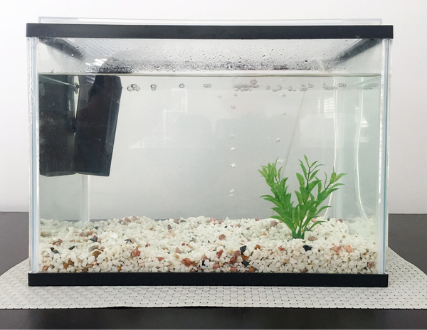 How to Cycle Your Tank: Step-by-Step for New Fish Keepers