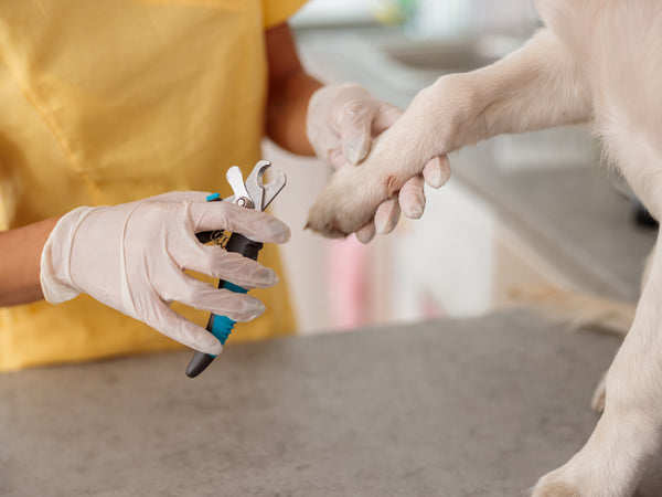 Cutting Your Dog's Nails (Without the Drama)