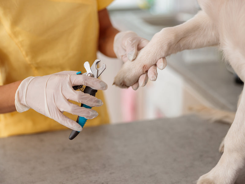 Cutting Your Dog's Nails (Without the Drama)