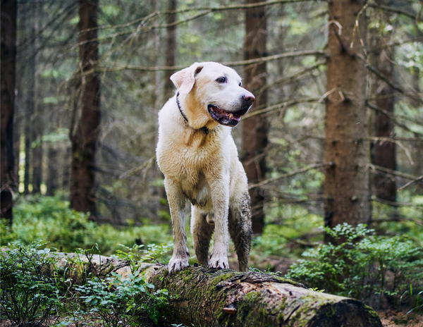 Why Flea and Tick Meds Are a Must for Your Outdoor-Loving Pup