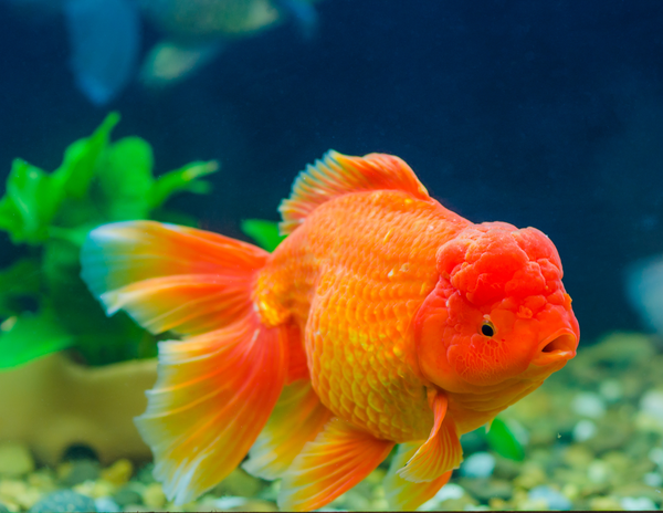 Common Mistakes New Aquarium Owners Make (and How to Avoid Them)