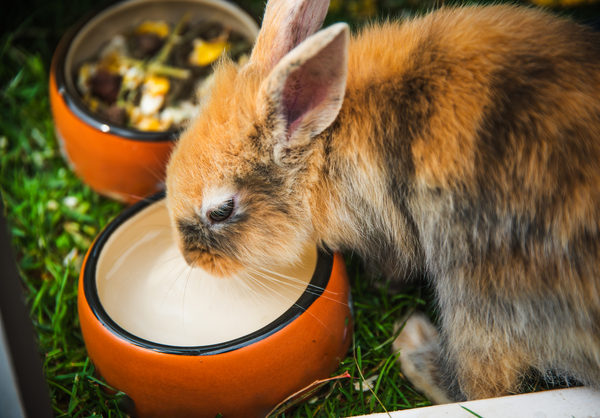 10 Summer Hydration Hacks for Small Animals