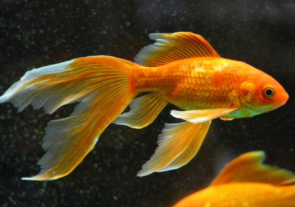 Small Tank? Think Again: Popular Fish That Grow Way Bigger Than You Think