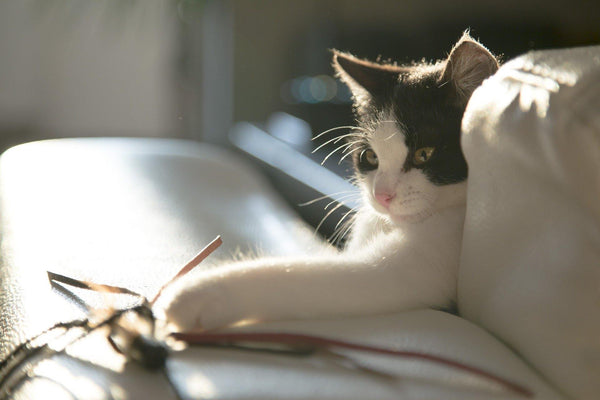 Managing Rough Kitten Play - Pisces Pet Emporium