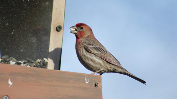 Attracting Backyard Birds - Pisces Pet Emporium