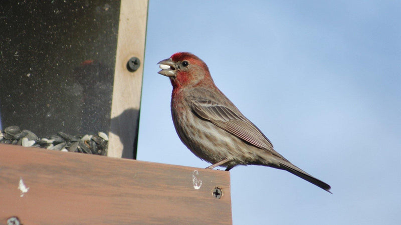 Attracting Backyard Birds - Pisces Pet Emporium