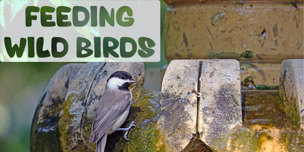 Feeding Wild Birds - Pisces Pet Emporium