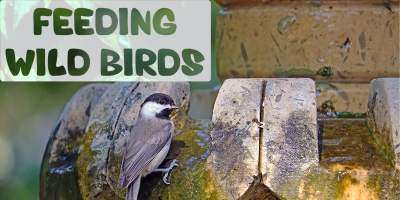 Feeding Wild Birds - Pisces Pet Emporium