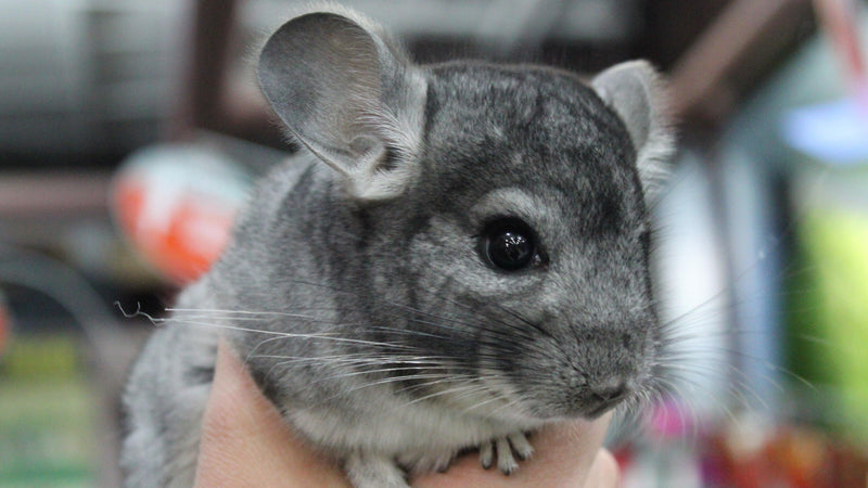 Exotic Small Animal Showcase - Pisces Pet Emporium