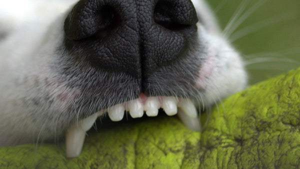 February is Dental Health Awareness Month - Pisces Pet Emporium
