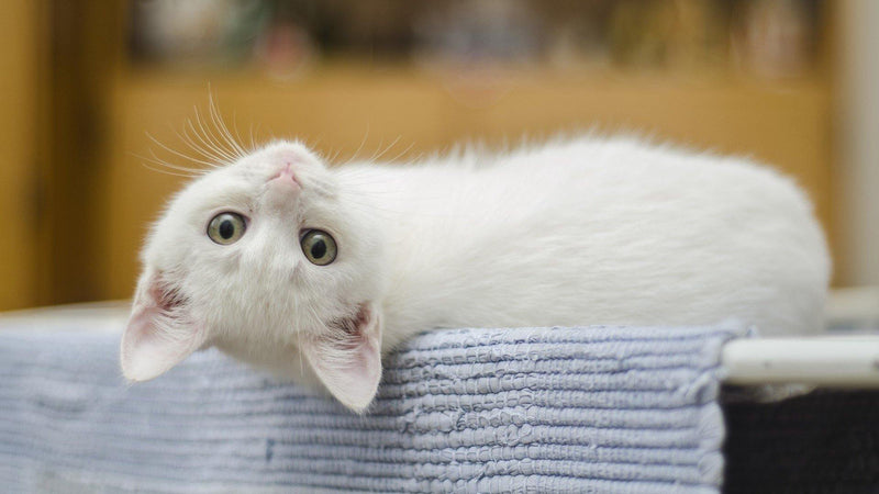 Litter Training Your Cat - Pisces Pet Emporium